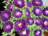 asters 